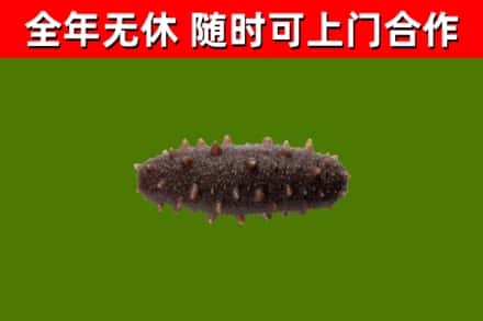 嵊州市烟酒回收干海参.jpg